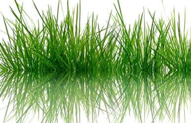 hair benefits of durva grass