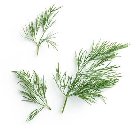 Dill Benefits for Hair